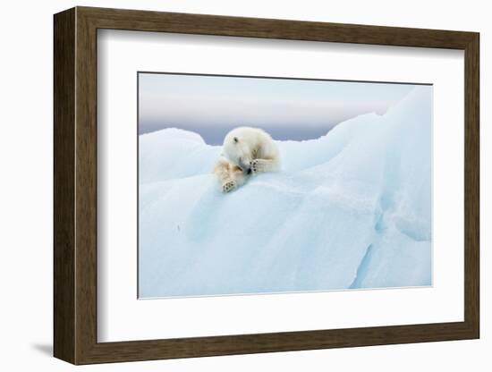 Polar Bear Grooming-Joan Gil Raga-Framed Photographic Print