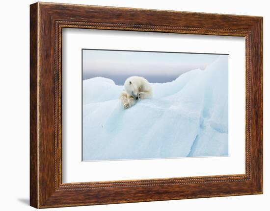 Polar Bear Grooming-Joan Gil Raga-Framed Photographic Print