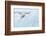 Polar Bear Grooming-Joan Gil Raga-Framed Photographic Print