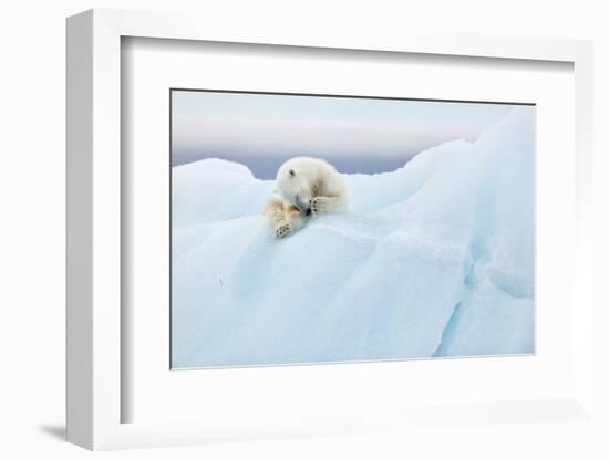 Polar Bear Grooming-Joan Gil Raga-Framed Photographic Print