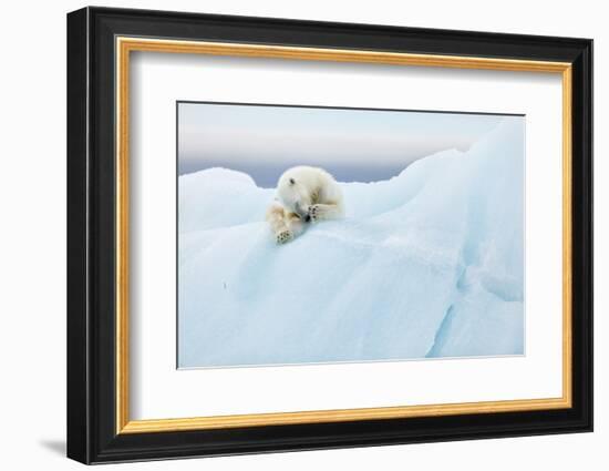 Polar Bear Grooming-Joan Gil Raga-Framed Photographic Print