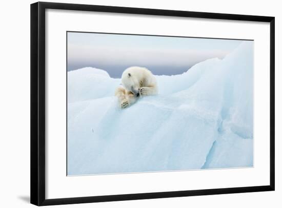 Polar Bear Grooming-Joan Gil Raga-Framed Photographic Print