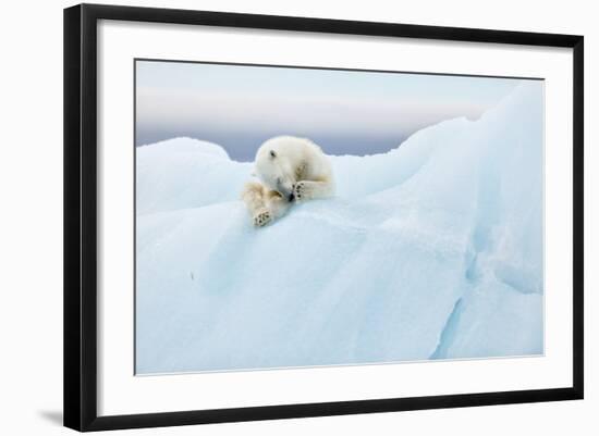 Polar Bear Grooming-Joan Gil Raga-Framed Photographic Print