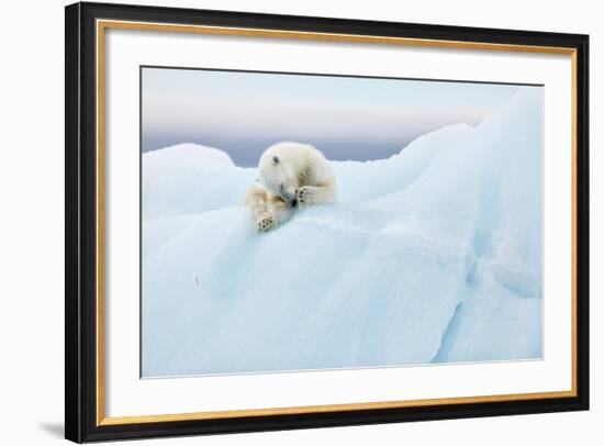 Polar Bear Grooming-Joan Gil Raga-Framed Photographic Print