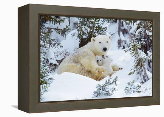 Polar Bear Huddled in Snow, with Two Cubs-null-Framed Premier Image Canvas