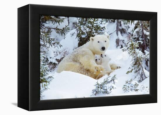 Polar Bear Huddled in Snow, with Two Cubs-null-Framed Premier Image Canvas