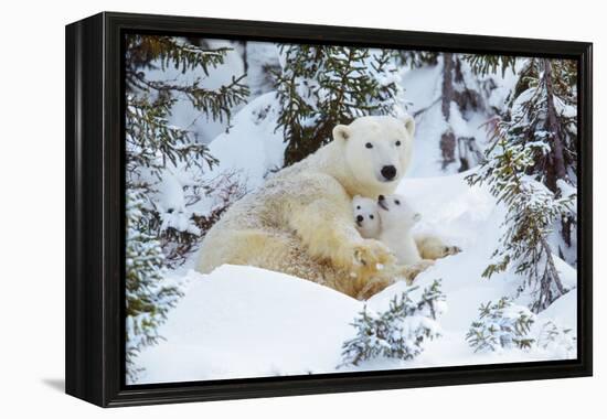 Polar Bear Huddled in Snow, with Two Cubs-null-Framed Premier Image Canvas