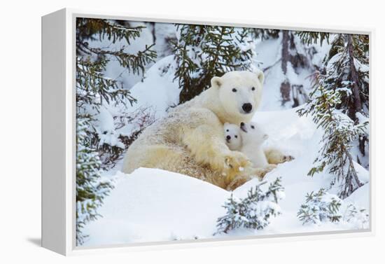 Polar Bear Huddled in Snow, with Two Cubs-null-Framed Premier Image Canvas