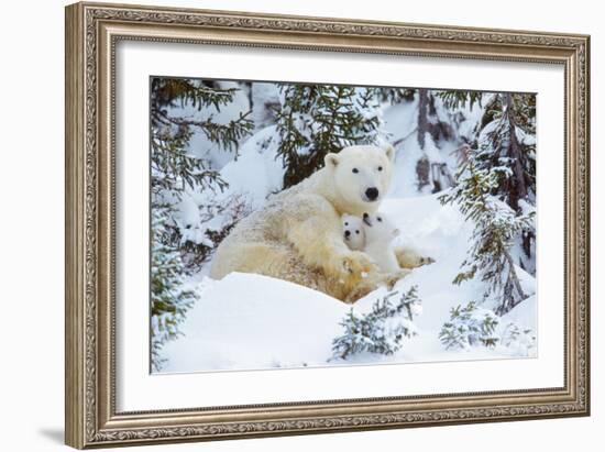 Polar Bear Huddled in Snow, with Two Cubs-null-Framed Premium Photographic Print