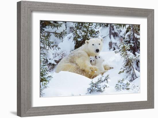 Polar Bear Huddled in Snow, with Two Cubs-null-Framed Photographic Print