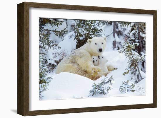 Polar Bear Huddled in Snow, with Two Cubs-null-Framed Photographic Print