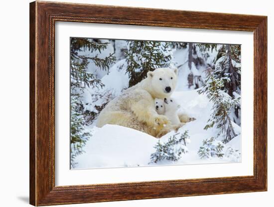 Polar Bear Huddled in Snow, with Two Cubs-null-Framed Photographic Print