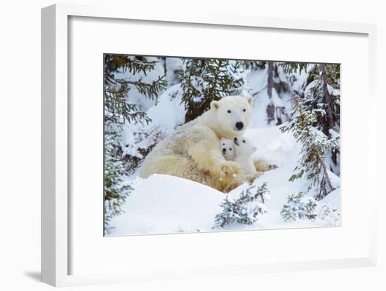 Polar Bear Huddled in Snow, with Two Cubs-null-Framed Photographic Print