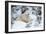 Polar Bear Huddled in Snow, with Two Cubs-null-Framed Photographic Print