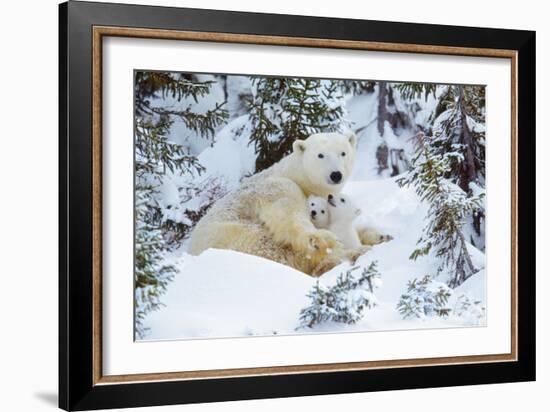 Polar Bear Huddled in Snow, with Two Cubs-null-Framed Photographic Print