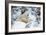 Polar Bear Huddled in Snow, with Two Cubs-null-Framed Photographic Print