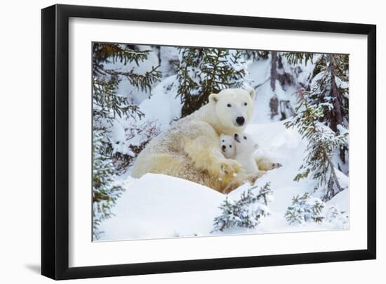 Polar Bear Huddled in Snow, with Two Cubs-null-Framed Photographic Print