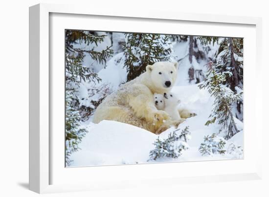 Polar Bear Huddled in Snow, with Two Cubs-null-Framed Photographic Print