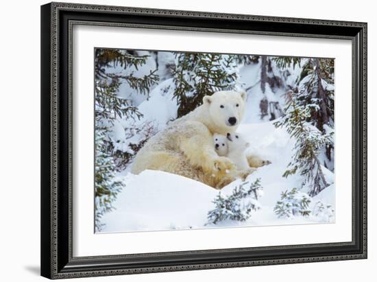 Polar Bear Huddled in Snow, with Two Cubs-null-Framed Photographic Print