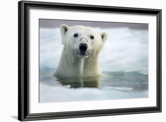 Polar Bear, Hudson Bay, Canada-Paul Souders-Framed Photographic Print