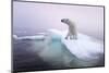 Polar Bear, Hudson Bay, Canada-Paul Souders-Mounted Photographic Print