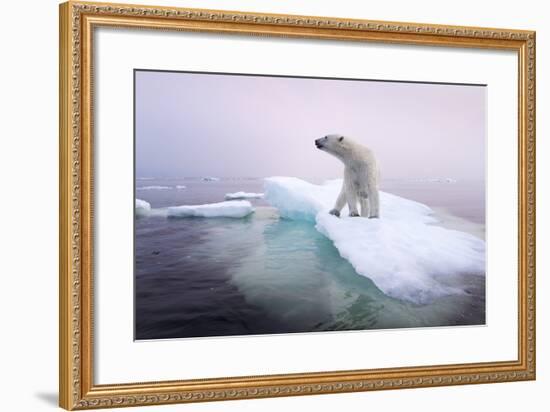 Polar Bear, Hudson Bay, Canada-Paul Souders-Framed Photographic Print