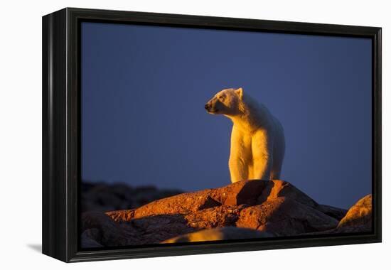 Polar Bear, Hudson Bay, Nunavut, Canada-Paul Souders-Framed Premier Image Canvas