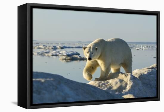 Polar Bear, Hudson Bay, Nunavut, Canada-Paul Souders-Framed Premier Image Canvas