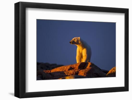 Polar Bear, Hudson Bay, Nunavut, Canada-Paul Souders-Framed Photographic Print