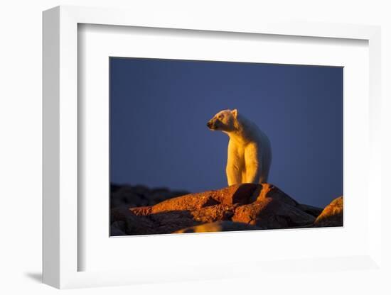 Polar Bear, Hudson Bay, Nunavut, Canada-Paul Souders-Framed Photographic Print