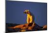 Polar Bear, Hudson Bay, Nunavut, Canada-Paul Souders-Mounted Photographic Print