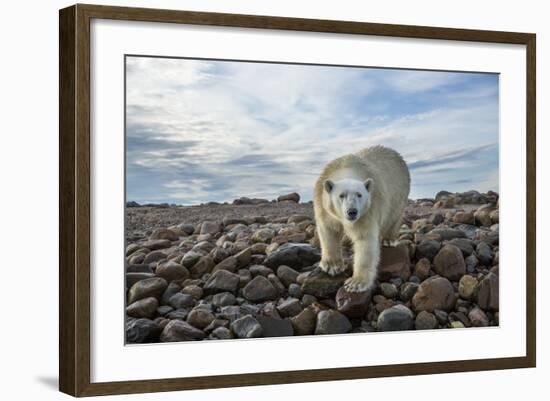 Polar Bear, Hudson Bay, Nunavut, Canada-Paul Souders-Framed Photographic Print