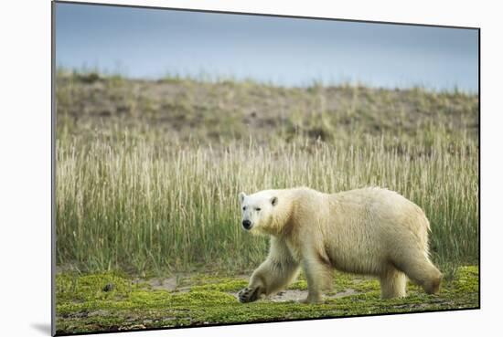 Polar Bear, Hudson Bay, Nunavut, Canada-Paul Souders-Mounted Photographic Print