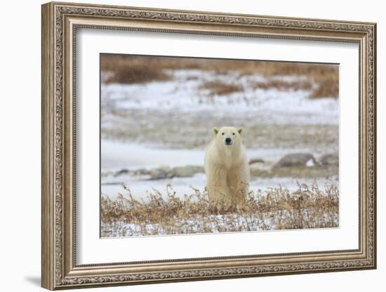 Polar Bear (II)-Jason Savage-Framed Giclee Print