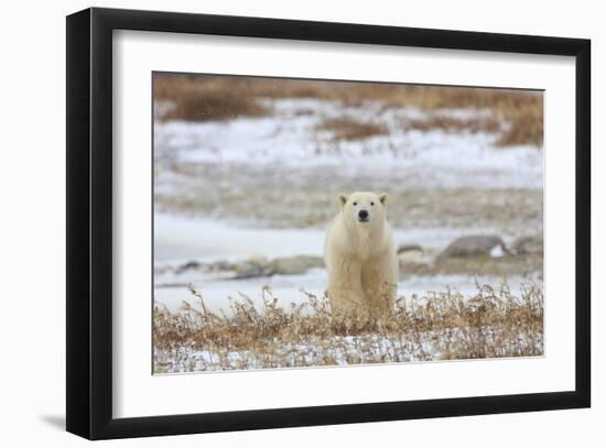 Polar Bear (II)-Jason Savage-Framed Giclee Print