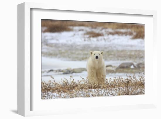 Polar Bear (II)-Jason Savage-Framed Giclee Print