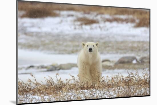 Polar Bear (II)-Jason Savage-Mounted Giclee Print