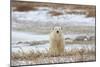 Polar Bear (II)-Jason Savage-Mounted Giclee Print