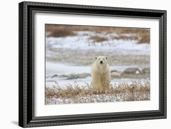 Polar Bear (II)-Jason Savage-Framed Giclee Print