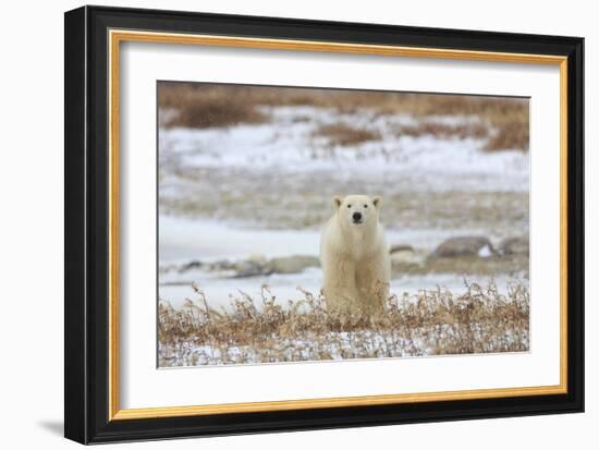 Polar Bear (II)-Jason Savage-Framed Giclee Print