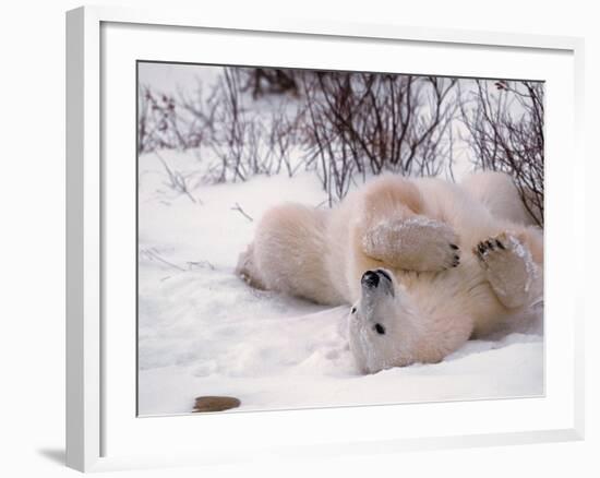 Polar Bear in Churchill, Manitoba, Canada-Dee Ann Pederson-Framed Photographic Print