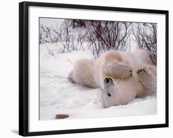 Polar Bear in Churchill, Manitoba, Canada-Dee Ann Pederson-Framed Photographic Print