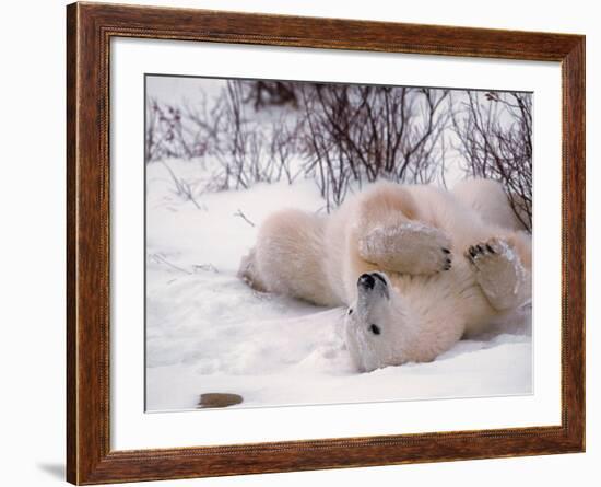 Polar Bear in Churchill, Manitoba, Canada-Dee Ann Pederson-Framed Photographic Print