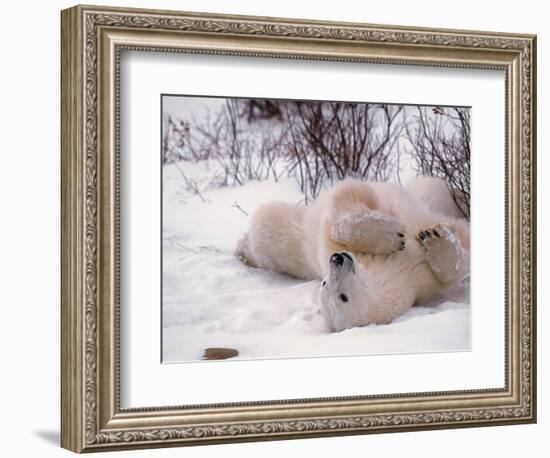 Polar Bear in Churchill, Manitoba, Canada-Dee Ann Pederson-Framed Photographic Print