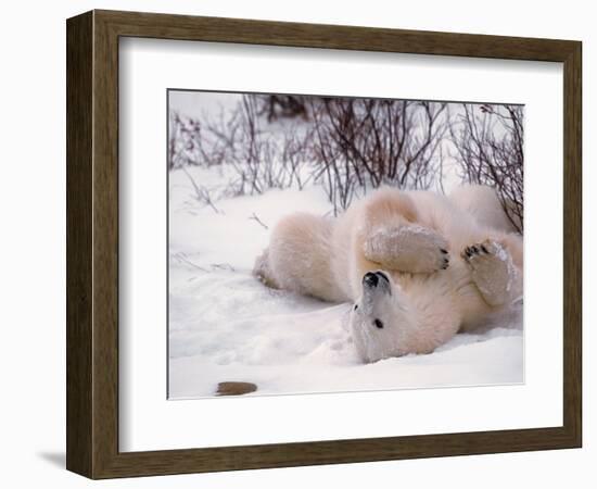 Polar Bear in Churchill, Manitoba, Canada-Dee Ann Pederson-Framed Photographic Print