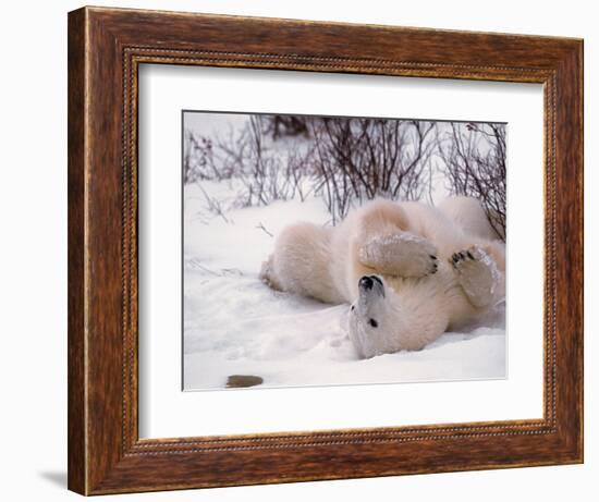 Polar Bear in Churchill, Manitoba, Canada-Dee Ann Pederson-Framed Photographic Print