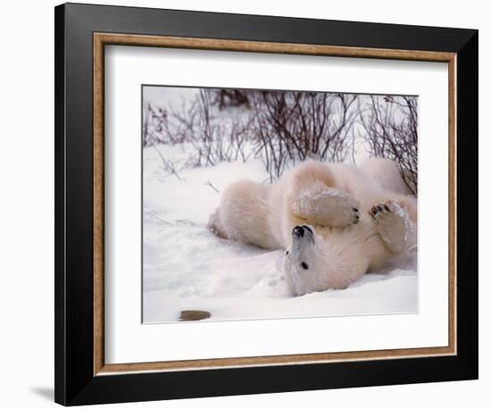 Polar Bear in Churchill, Manitoba, Canada-Dee Ann Pederson-Framed Photographic Print