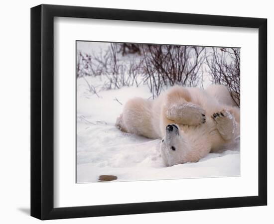 Polar Bear in Churchill, Manitoba, Canada-Dee Ann Pederson-Framed Photographic Print