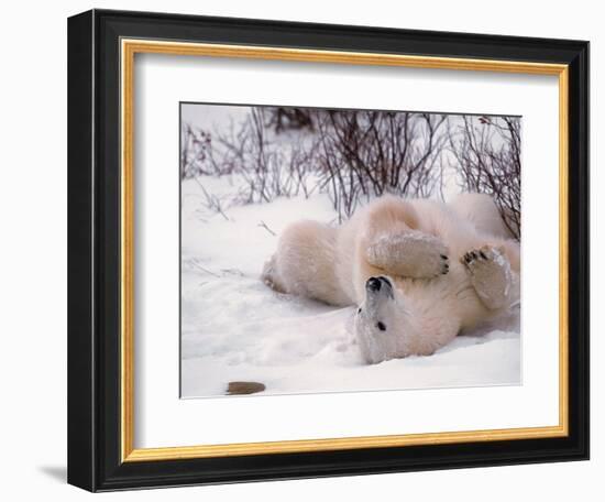 Polar Bear in Churchill, Manitoba, Canada-Dee Ann Pederson-Framed Photographic Print