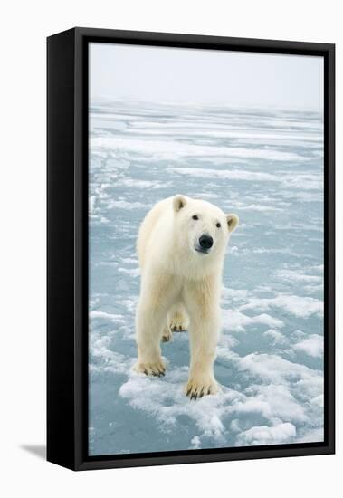 Polar Bear in Search of Seals, Spitsbergen, Svalbard, Norway-Steve Kazlowski-Framed Premier Image Canvas